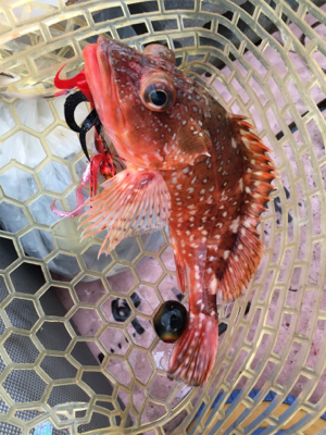 マイボートで丹後タイラバ釣行