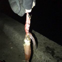 かなりムラのあるヒイカ釣りσ(^_^;)
