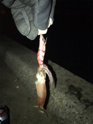 かなりムラのあるヒイカ釣りσ(^_^;)