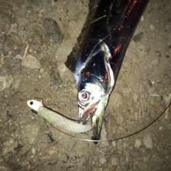 湾奥が賑やかになってきました