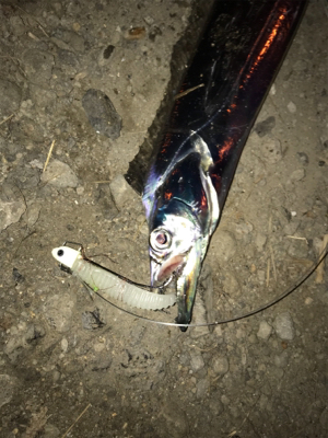 湾奥が賑やかになってきました