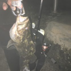 タケノコメバル