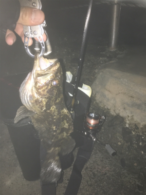 タケノコメバル