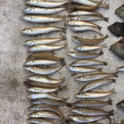 落ちギス狙い！