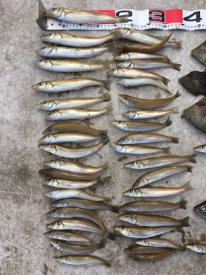 落ちギス狙い！