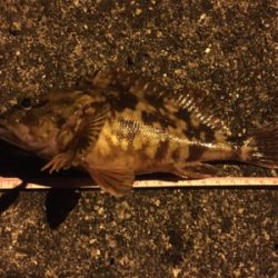 小型が多かったけど楽しかったです