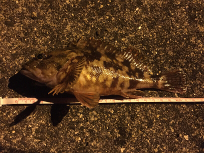 小型が多かったけど楽しかったです