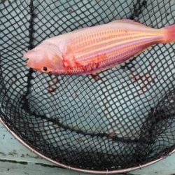 イトヨリそこそこ