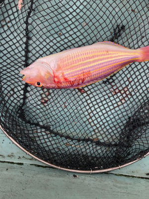 イトヨリそこそこ