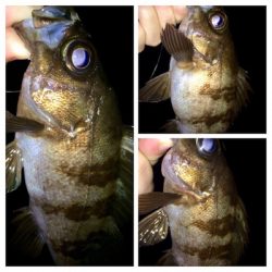 メバリスト1805〜1850