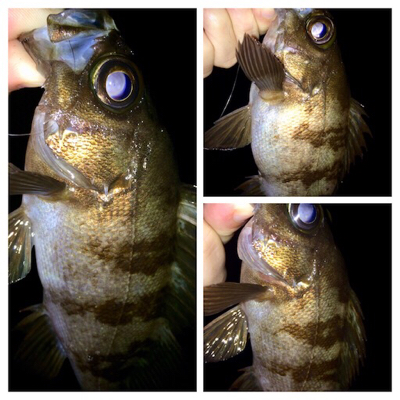 メバリスト1805〜1850