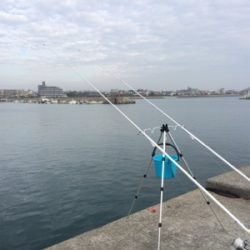 可愛い〜カレイ