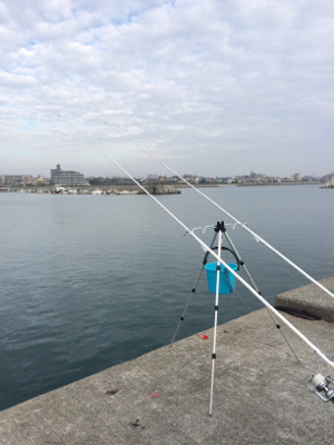 可愛い〜カレイ