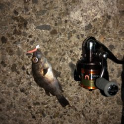 今シーズン最後のエギング