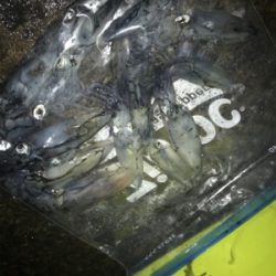 かなり渋いヒイカ釣りσ(^_^;)