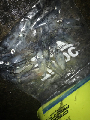 かなり渋いヒイカ釣りσ(^_^;)