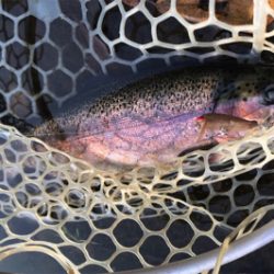 ルアーの引き出し