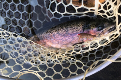 ルアーの引き出し