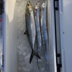 早朝ショアジギング