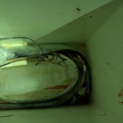 もっこりタチウオ