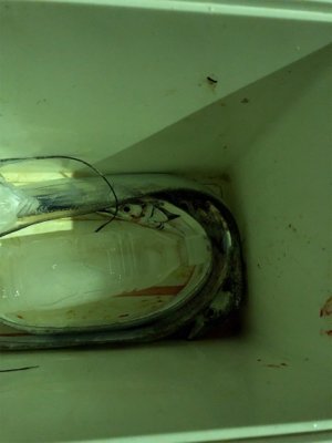 もっこりタチウオ