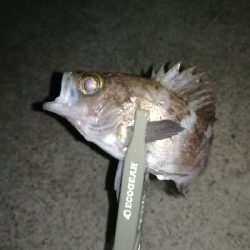 ナイトアジング