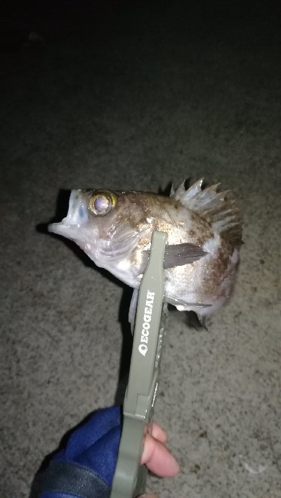 ナイトアジング