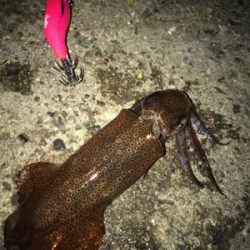 ポツリ…ポツリのヒイカ釣りσ(^_^;)