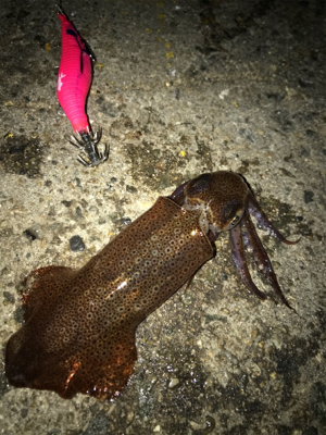 ポツリ…ポツリのヒイカ釣りσ(^_^;)