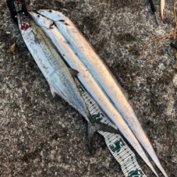 今年最後の釣り納め‼️4度目の武庫一