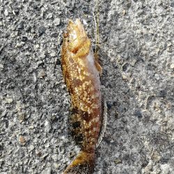 マイクロジギング