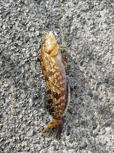 マイクロジギング