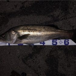 メバリングのつもりが…