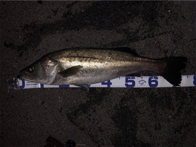 メバリングのつもりが…