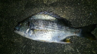 久々のタッチ～