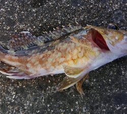 今シーズン初ヤエン