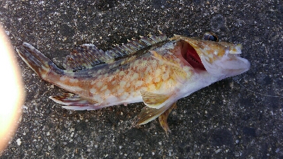 今シーズン初ヤエン