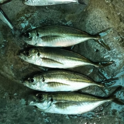 ULSJサビキで良型アジ