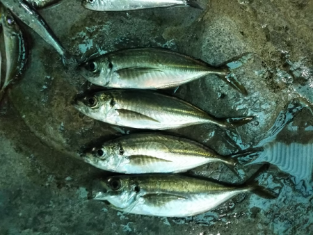 ULSJサビキで良型アジ