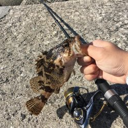 アオリングがガシリングへ。。。