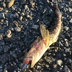 メバリング爆撃