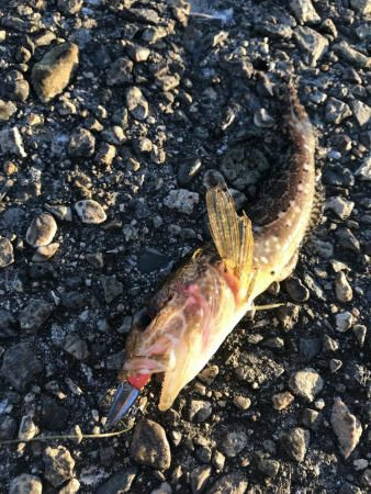 メバリング爆撃