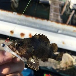 ガシリング、メバリング