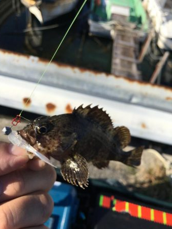 ガシリング、メバリング