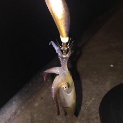 初めてのヒイカ釣り！