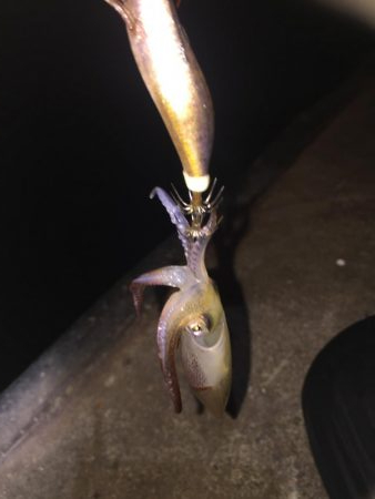 初めてのヒイカ釣り！