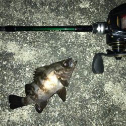 凪の夜にメバル捕獲