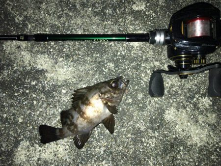 凪の夜にメバル捕獲