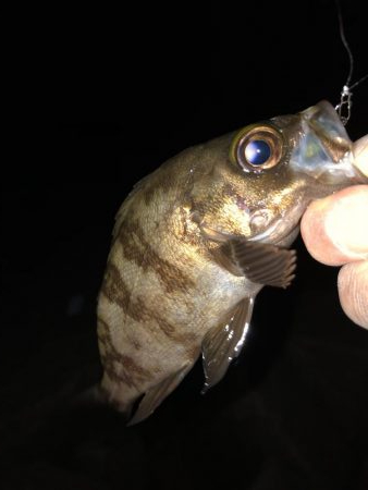 メバリング成立。