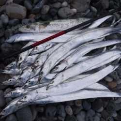 七里御浜サーフのショアジギ